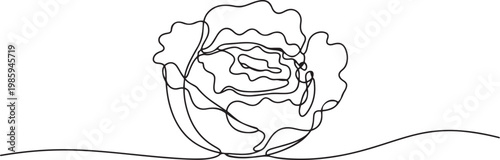 cabbage continuous one line drawing, Hand-drawn cabbage continuous outline vector. Cabbage one line art drawing. one line Icon drawing