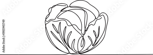 cabbage continuous one line drawing, Hand-drawn cabbage continuous outline vector. Cabbage one line art drawing. one line Icon drawing