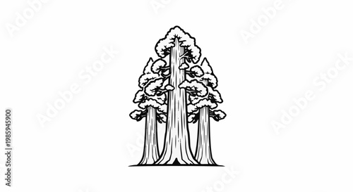 Black and white drawing of a cluster of redwood trees