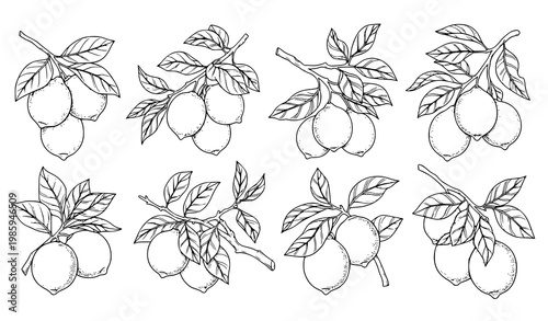 Lemon Tree Vector Set Hanging Lemons Branch Citrus Illustration Collection