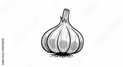 Black and white illustration of a single garlic bulb with roots and stem