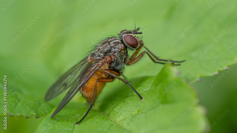 Naklejka premium Bio Diversity - Phaonia subventa - Special Fly with Orange Back like a Bee