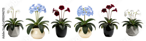 Streptocarpus Cape Primrose White Flower Geometric Concrete Pot Isolated White Background Collection 2