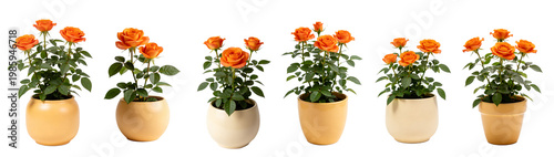 Potted Vibrant Orange Rose Plant in Gold Pot - Miniature Rose Collection 1