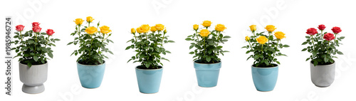 Potted Salmon Red Rose Plant in Decorative Pot - Miniature Rose Collection 1