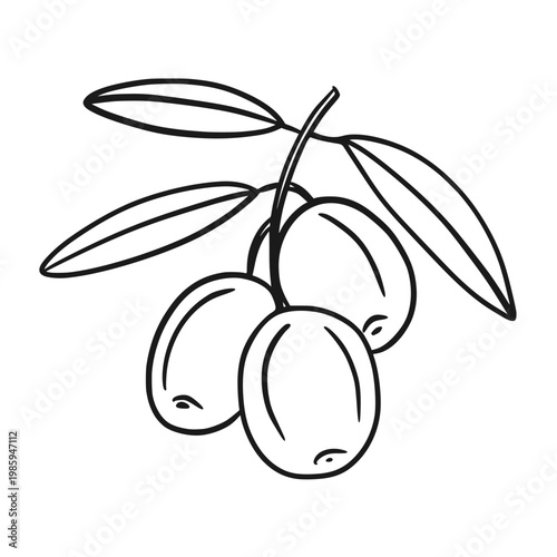 A sprig with three plump olives and several leaves. Hand-drawn line art illustration, sketch style, doodle vector. Healthy foods, traditional cuisine, botanical drawings