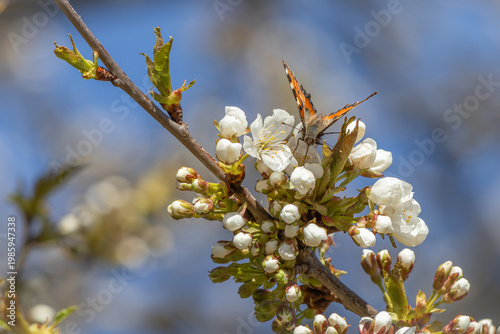Butterfly on cherry blossom branch with white flowers in spring
