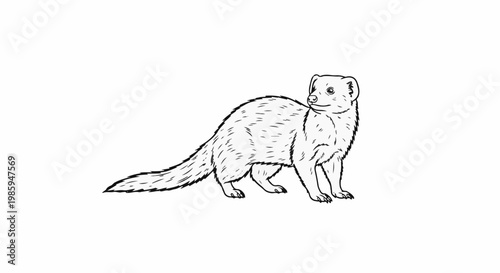 Black and white sketch of a small, furry animal with a long tail and pointed snout
