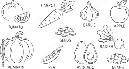Hand drawn doodle illustration of different fruits, vegetables, and seeds