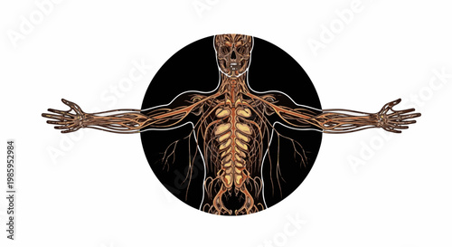 Anatomical illustration of the human circulatory and nervous systems
