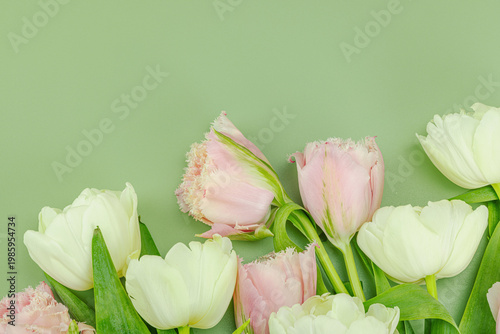 Greeting card concept with pink fringed tulips and green-white tulips. Blooming wallpaper