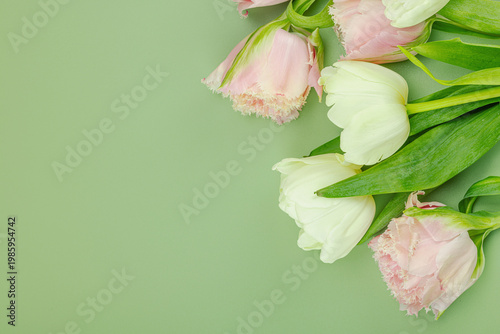 Greeting card concept with pink fringed tulips and green-white tulips. Blooming wallpaper