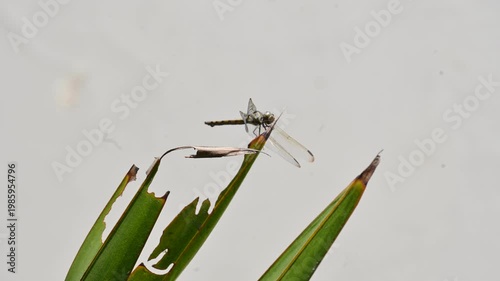Pantala flavescens dragonfly. Its other names globe skimmer, globe wanderer dragonfly and wandering glider. It  is a wide ranging dragonfly of the family Libellulidae.