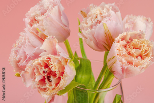 Greeting card concept, minimalist home decor with fringed tulips in a glass vase