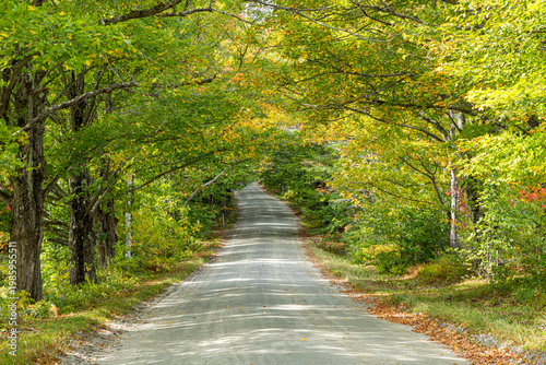 Wallpaper Mural road in the forest in autumn Torontodigital.ca