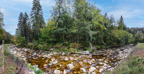 Wallpaper Mural beautiful forest with creekt in the green mountains near Sunderland Torontodigital.ca