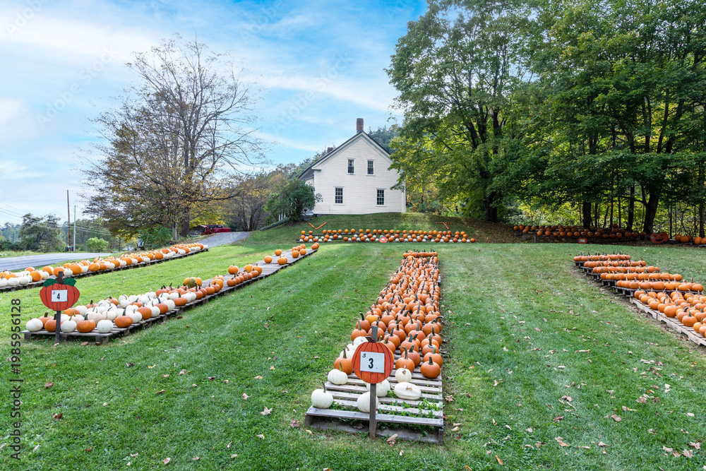 custom made wallpaper toronto digitalpumkins in a row