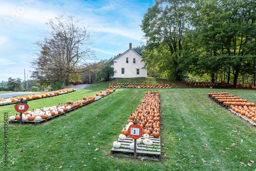 Wallpaper Mural pumkins in a row Torontodigital.ca