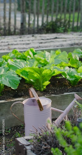Vertical video: Camera panning up right, showing raised planter with lettuce and pink watering can