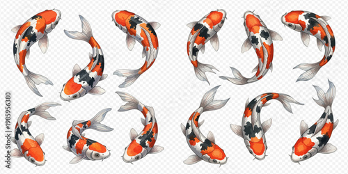 Set of colorful koi fish swimming in various positions, top view of Japanese carp.