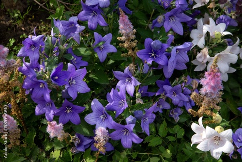Beautiful blooming blue bells.