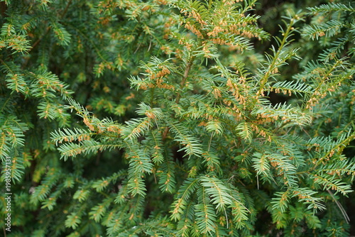 Nahaufnahme der Zweige einer Pazifischen Eibe (Taxus brevifolia) mit Blütenständen im Frühling