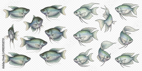 Set of freshwater fish, including gourami and angelfish, in various poses on a transparent background, perfect for aquarium and aquatic life designs.