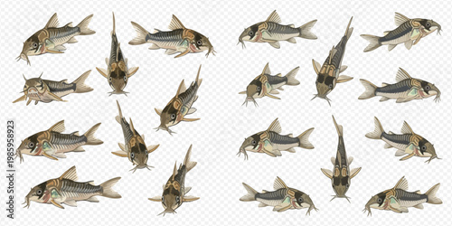 Corydoras catfish set isolated on transparent background, showing various angles and views of the fish.