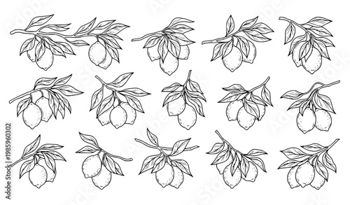 Creative lemon collection hanging citrus fruit tree botanical black and white vector illustration set isolated on white background