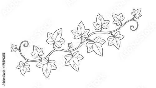 Decorative ivy vine with leaves and swirls