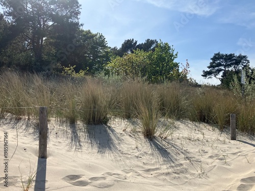 Blick auf die Naturlandschaft von Heringsdorf auf der Ostseeinsel Usedom	