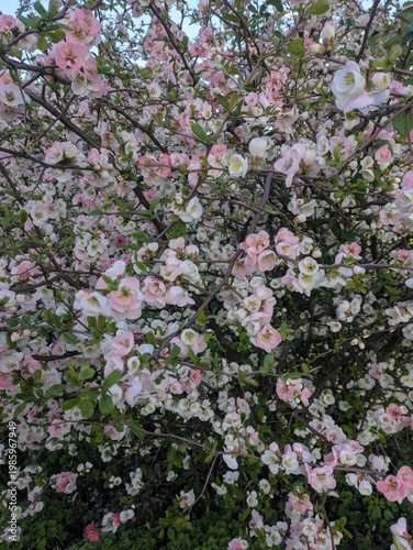 Pastel Pink and White Japanese Quince Blossoms / 淡いピンクと白のグラデーションが美しいボケ（木瓜）の花