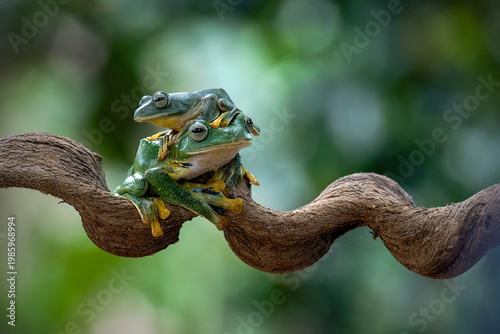 Close-up of a green tree frog perched on a branch, showing detailed texture and vibrant colors with a smooth bokeh background.