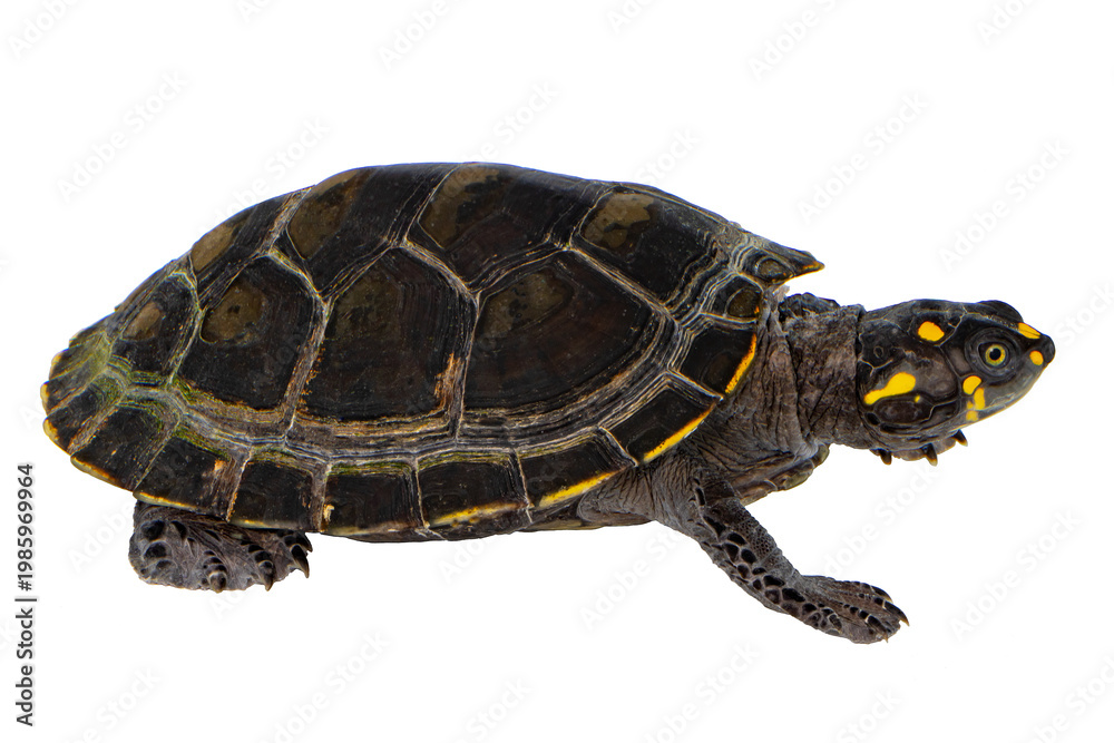 Fototapeta premium Yellow Spotted River Turtle, Podocnemis unifilis