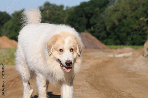 Great Pyrenees dog running on  natural landscape, active livestock guardian dog outdoors.