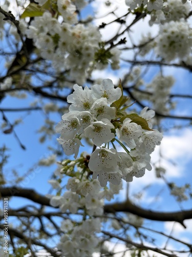 Obstbaumblüte im Stadtpark der Stadt Gütersloh