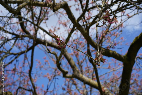 Tiefrosa Blütenknospen einer Japanischen Zierkirsche 'Kanzan' kurz vor dem Aufblühen vor blauem Himmel, Berlin