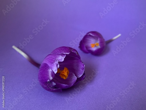 crocus flowers, purple flowers, orange pollen