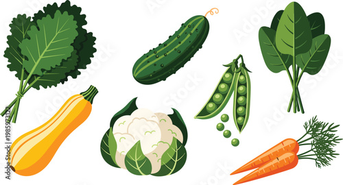 Fresh Organic Vegetables Collection Vector Illustration Featuring Carrot, Cauliflower, Cucumber, Peas, Spinach, Kale and Squash Isolated on Light Background for Healthy Food Design