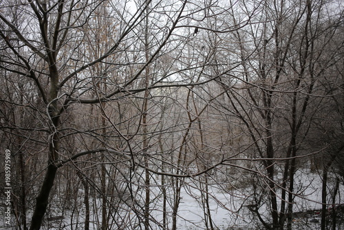 A pattern of branches covered in ice. Winter sketches in ta forest.