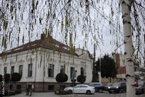 Springtime city sketches on street. Birch blossom. The background is blurred.