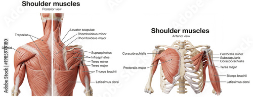 Shoulder Muscles. Detailed Medical Illustration, Posterior and Anterior Views. Labeled