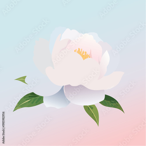 Eine elegante weiße Pfingstrose steht im Mittelpunkt vor einem sanften Pastell-Gradient-Hintergrund