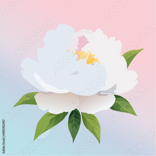 Eine elegante weiße Pfingstrose steht im Mittelpunkt vor einem sanften Pastell-Gradient-Hintergrund