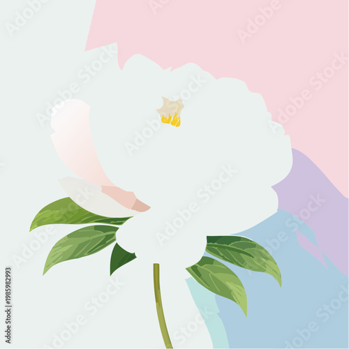 Eine elegante weiße Pfingstrose steht im Mittelpunkt vor einem sanften Pastell-Gradient-Hintergrund