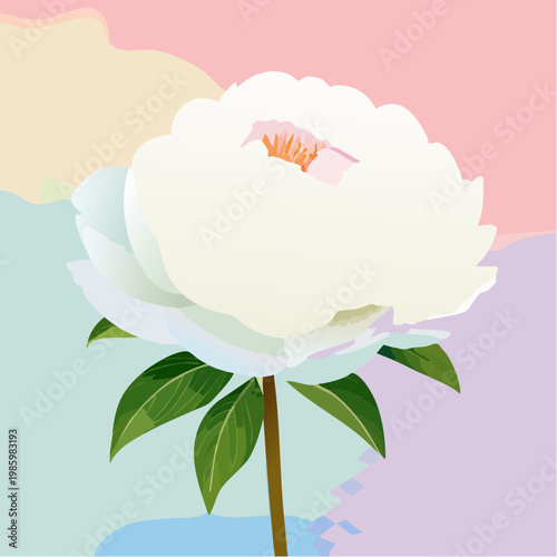 Eine elegante weiße Pfingstrose steht im Mittelpunkt vor einem sanften Pastell-Gradient-Hintergrund