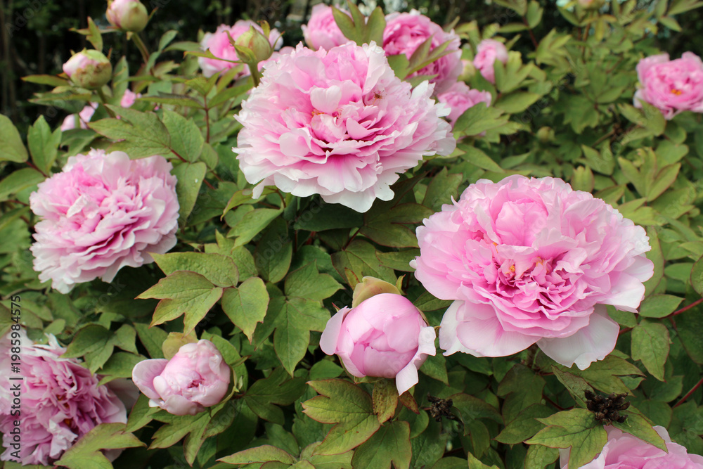 Fototapeta premium Pivoine arbustive rose dans le jardin