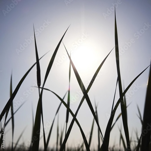 Dark blades of grass against a bright sky create a striking natural silhouette,  outline,  flora