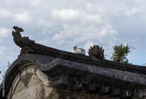 首里城内の猫（沖縄県那覇市）