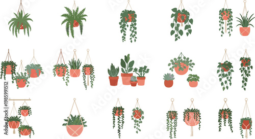 Hanging plants collection with various indoor potted greenery and trailing houseplants decorative botanical vector illustration set